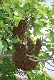 Maybe you would like to learn more about one of these? Live Bee Removal San Antonio Bee Swarm Bee Hive Removal
