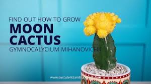 One of them is simply to make a new species it is one of the most common and beautiful scion cactus that comes in five different colors: Learn How To Properly Care For Gymnocalycium Mihanovichii Moon Cactus Youtube