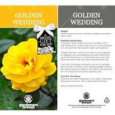 See more ideas about 50th anniversary, flower arrangements, anniversary. Golden Wedding Rose 50th Wedding Anniversary Gift Live Rose Bush Plant 5051641538747 Ebay