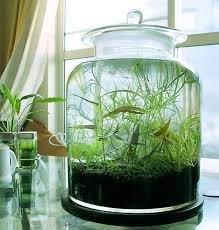 Vase Ou Pot En Verre Avec Couvercle Pour Planter Plante Aquatique Immergee Indoor Wassergarten Wasserpflanzen Innen Aquaponics System