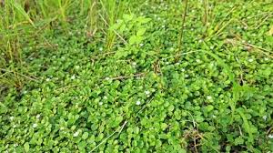 Image result for Evolvulus nummularius