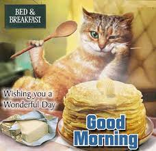 Goodmorning Everyone Serve Some Kittylove To Your Loved Ones As They Still Lie In Bed With This Cute Cat Good Morning Cat Cute Good Morning Gif Morning Cat