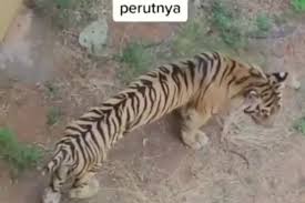 Check spelling or type a new query. Viral Harimau Sumatera Kurus Begini Penjelasan Pihak Kebun Binatang Semua Halaman Sonora Id