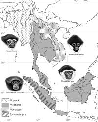 Image result for Hylebates