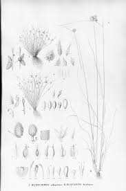Image result for Lipocarpha micrantha