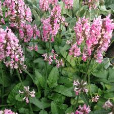 Image result for Stachys
