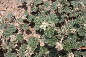 Image result for Chrozophora