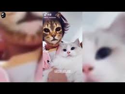 Komik Kedi Snap 3gp Mp4 Mp3 Flv Indir