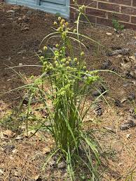 Image result for Fuirena obcordata