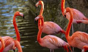 A group of flamingos is called a 'pat'. Flamingo Love Zootampa At Lowry Park