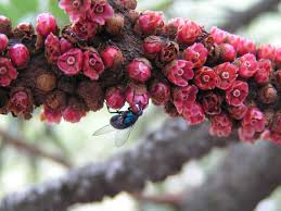 Image result for Pilostyles