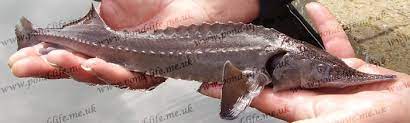 Check spelling or type a new query. Siberian Sturgeon Acipenser Baerii Sturgeons Pond Life