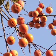 See more ideas about persimmon fruit, persimmon, fruit. 2 3 Year Old Suruga Persimmon Tree