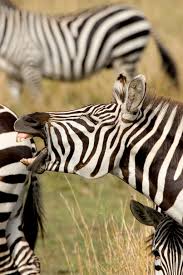 Botswana has diverse areas of wildlife habitat. Why Do Zebras Have Stripes New Study Makes Temperature Connection