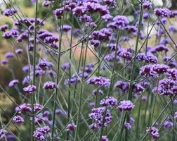 Image result for Verbena aristigera