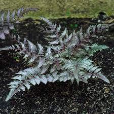 Image result for Athyrium newtonii