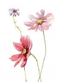 Cosmos Flower Cornflower Giclee Print Watercolor Botanic Painting Flower Drawing Giclee Painting Watercolor Flowers Paintings