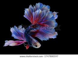 Fish guide for siamese fighting fish, betta splendens, betta profile with fish pictures, description and information, betta fish care, diet, habitat and fish diseases, tank mates and keeping the labyrinth fish. Shutterstock Puzzlepix