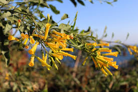 Image result for Nicotiana glauca