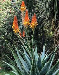 Image result for Aloe plowesii