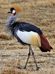 Grulla Coronada Cuelligris Guzel Kuslar Hayvanlar Hayvan