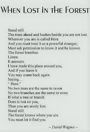 When Lost In The Forest A Poem By David Wagner Poetry Words Poetry Quotes Words Quotes