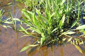 Image result for Aneilema lanceolatum