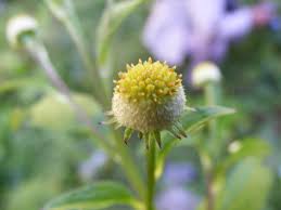 Image result for Dichrocephala