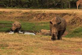 A Very Big Happy Birthday To This Beautiful Boy Southern White Rhino Kapamba Kapamba Will Mark His 21st Birthday At Werribee Largest Gorilla Safari Bus Zoo