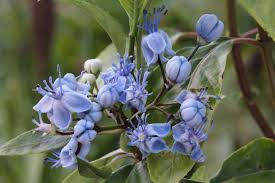 Image result for Hyparrhenia dichroa