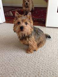 Looking for that perfect terrier mix? Norwich Terrier Norwich Terrier Pitbull Terrier Terrier