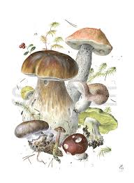 Forest Bouquet I Gif 576 785 Botanical Art Mushroom Art Botanical Illustration