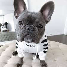 My name is allison and i am thrilled to be writing here at all about frenchies on one of my favorite topics, french bulldogs! French Bulldog Clothes Accessories Frenchiecloset Com