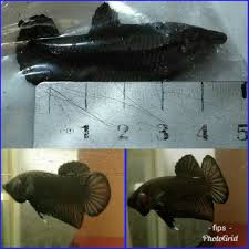 Hasil dari breeding indukan ikan cupang koi multi color dan ikan cupang jenis lain juga pasti bakalan ada anakannya yang memiliki. Shopee Indonesia Jual Beli Di Ponsel Dan Online