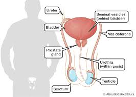 The female reproductive system is made up of different organs that can be found both inside and outside the body. Reproduction