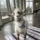 BYOB Goat Yoga & Goat Fun! event image