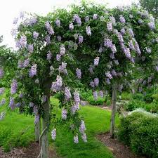 Image result for Wisteria
