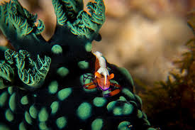 Image result for Corallocarpus schimperi