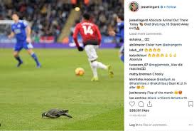 Caption memes or upload your own images to make custom memes. Man Utd Star Jesse Lingard Brutally Trolls Ashley Young Over Bird Poo Incident Daily Star