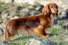 Image result for jezevčík hladkosrstý