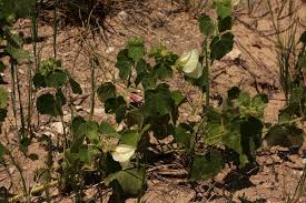 Image result for Pavonia senegalensis