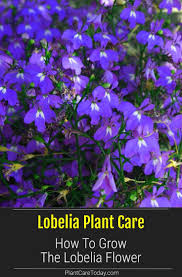 Pin On Pct Landscaping Ideas