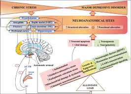 An Overview Of The Heterogeneity Of Major Depressive Disorder Current Knowledge And Future Prospective Bentham Science