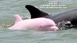 Número de identificação do vídeo 20312539. Very Rare Pink Dolphin Spotted Again And She May Be Pregnant Wgno