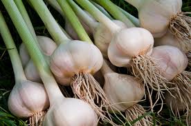 A guide to growing your own garlic. How To Grow Garlic Plant Care Tips Horticulture Co Uk
