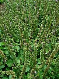 Image result for Ocimum americanum