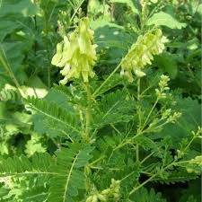 Image result for Astragalus