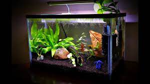 How to set up a betta fish tank. Planted Betta Tank Setup Youtube
