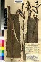 Image result for Aloe christianii