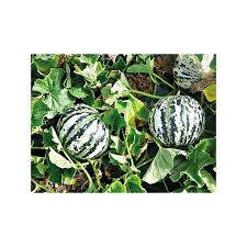 Melon Melon De Luneville Graines Baumaux